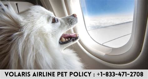 Volaris Cargo: The Perfect Solution for Pet Owners on the Move